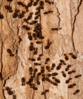 Traitement des insectes : termites