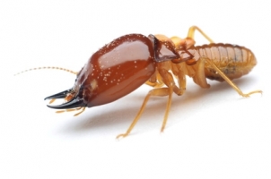 Les termites, une calamité pour votre habitation